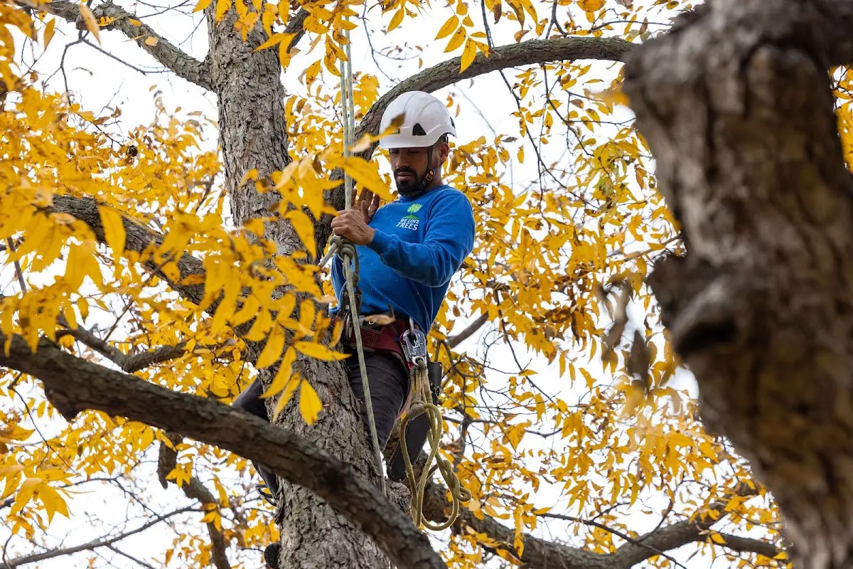 Skilled Tree Planting crew working in Rock Springs